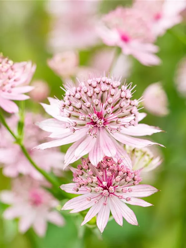 Große Sterndolde 'Roma'®