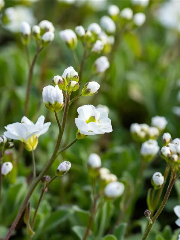 Kaukasus-Gänsekresse 'Plena'