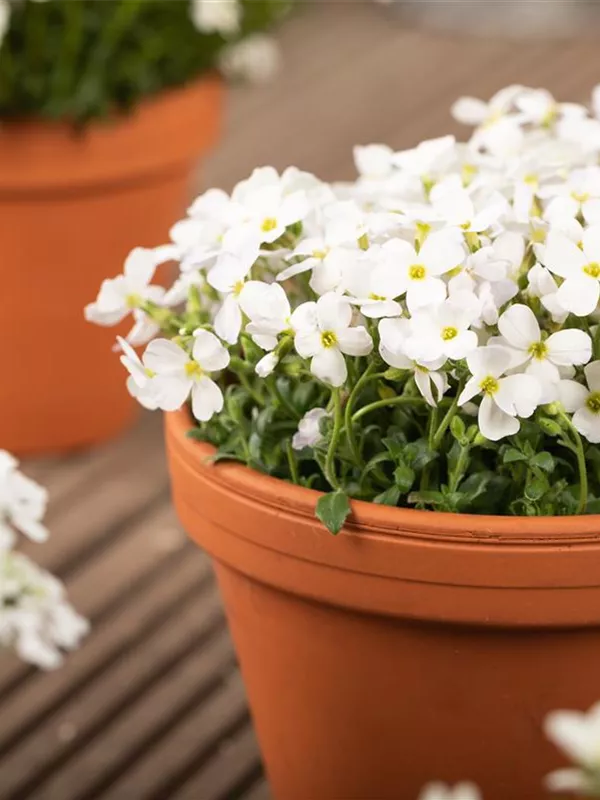 Blaukissen 'Regado White'