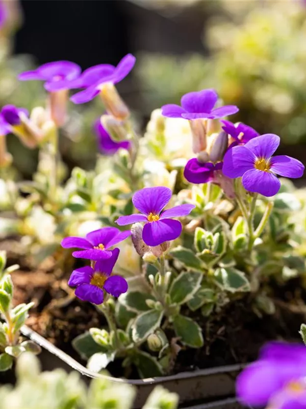 Blaukissen 'Silberrand'