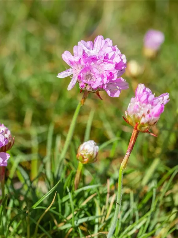 Grasnelke 'Röschen'