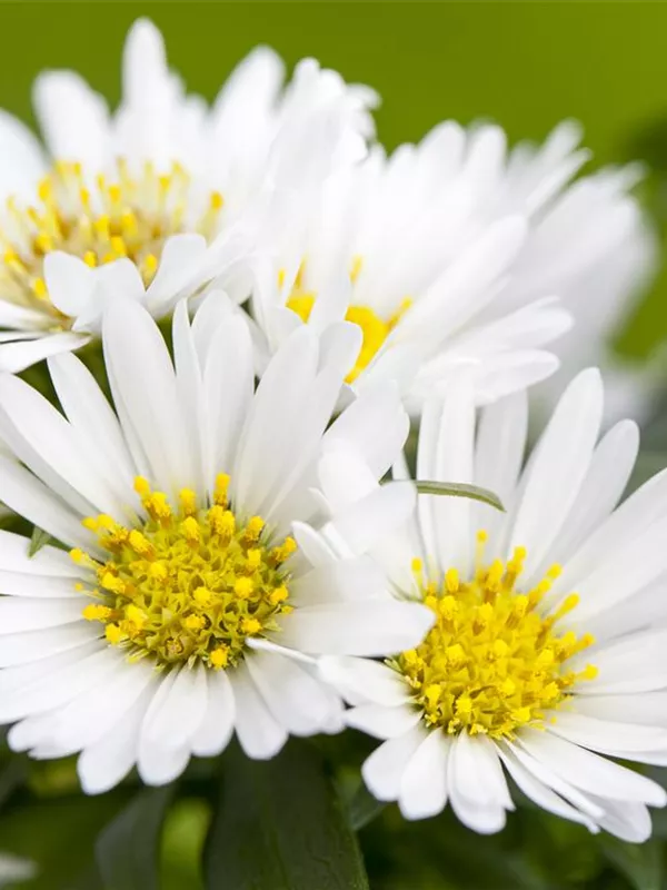 Niedrige Aster 'Albus'
