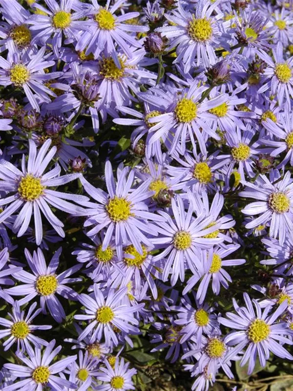 Sommer-Aster 'Glücksfund'