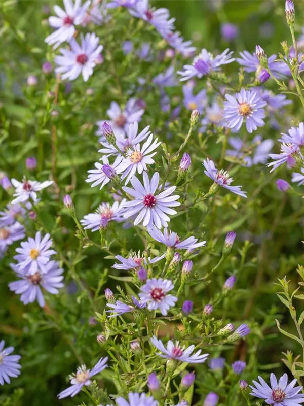 Schleier-Aster 'Ideal'