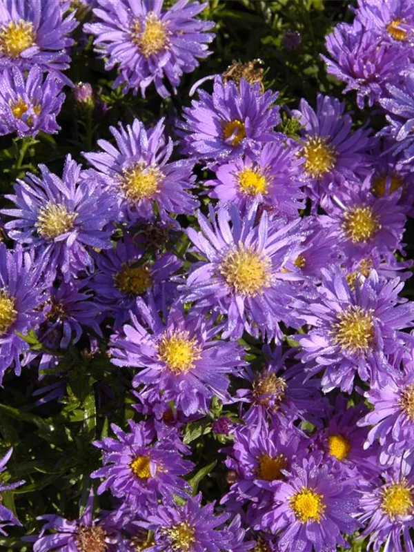 Kissen-Aster 'Augenweide'