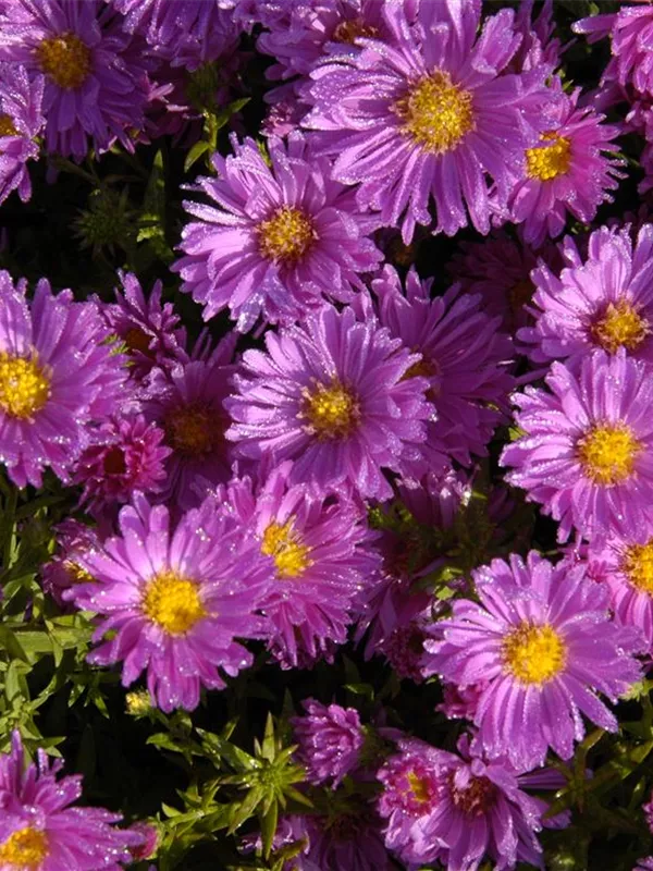Kissen-Aster 'Herbstgruß vom Bresserhof'
