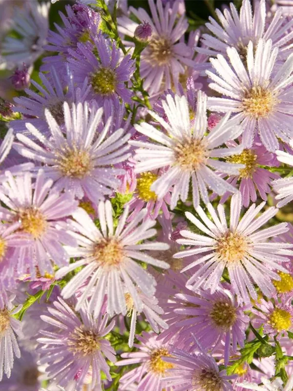 Myrten-Aster 'Pink Star'