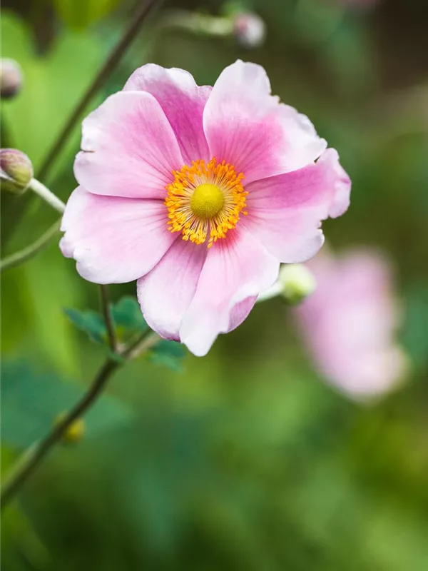 Herbst-Anemone 'Rosenschale'