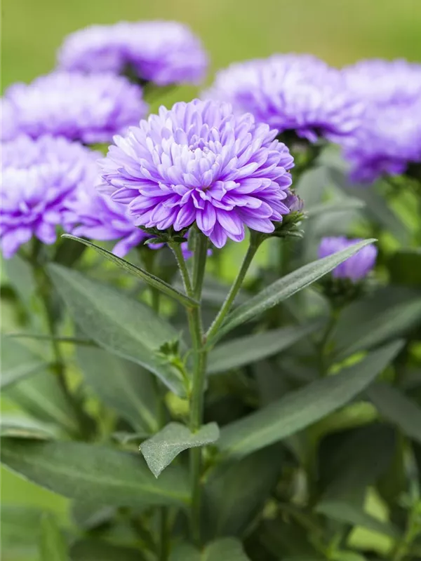 Glattblatt-Aster 'Schöne von Dietlikon'