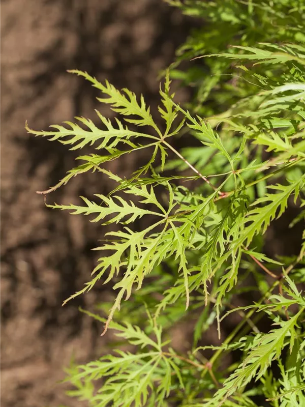Fächerahorn 'Palmatifidum'