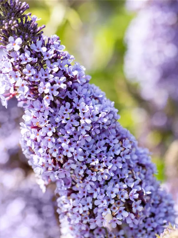 Sommerflieder 'Gulliver'