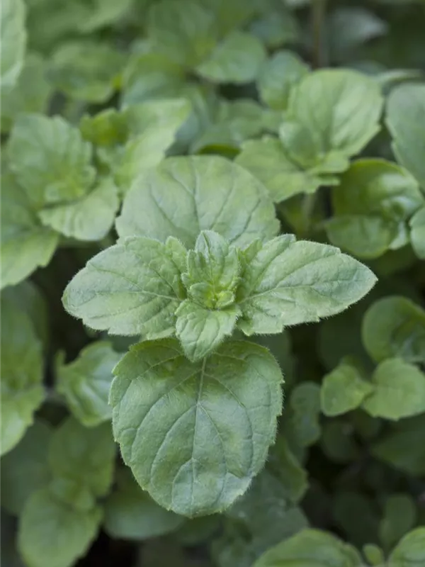 Großblütige Bergminze