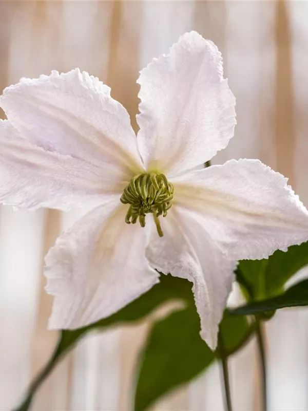 Italienische Waldrebe 'Entel'