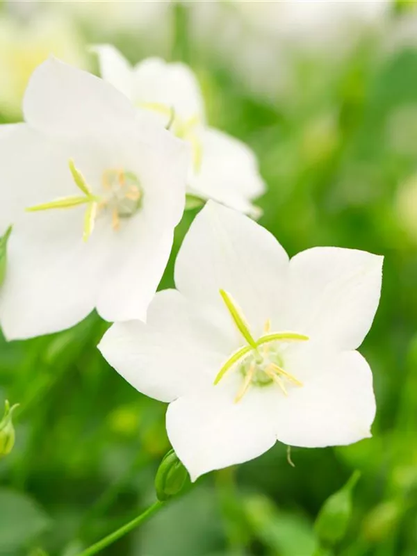 Karpaten-Glockenblume 'Weiße Clips'