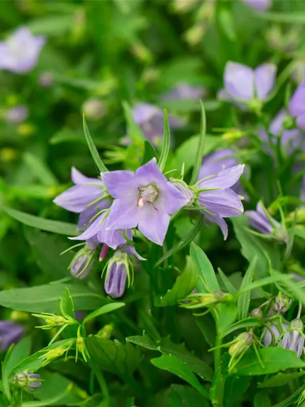 Zwerg-Glockenblume 'Bavaria Blue'