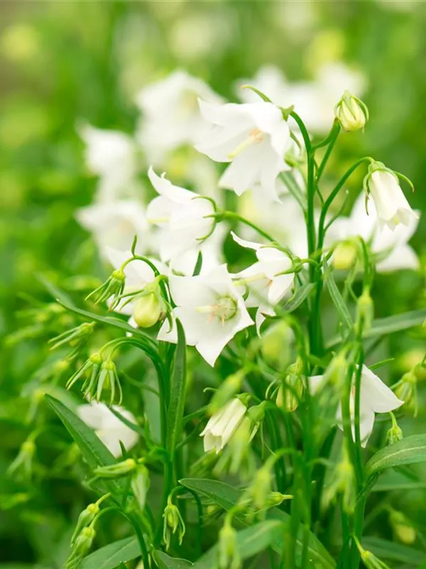 Zwerg-Glockenblume 'Bavaria White'