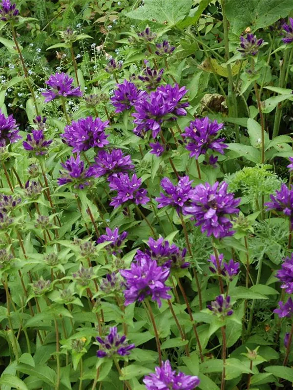 Knäuel-Glockenblume 'Superba'