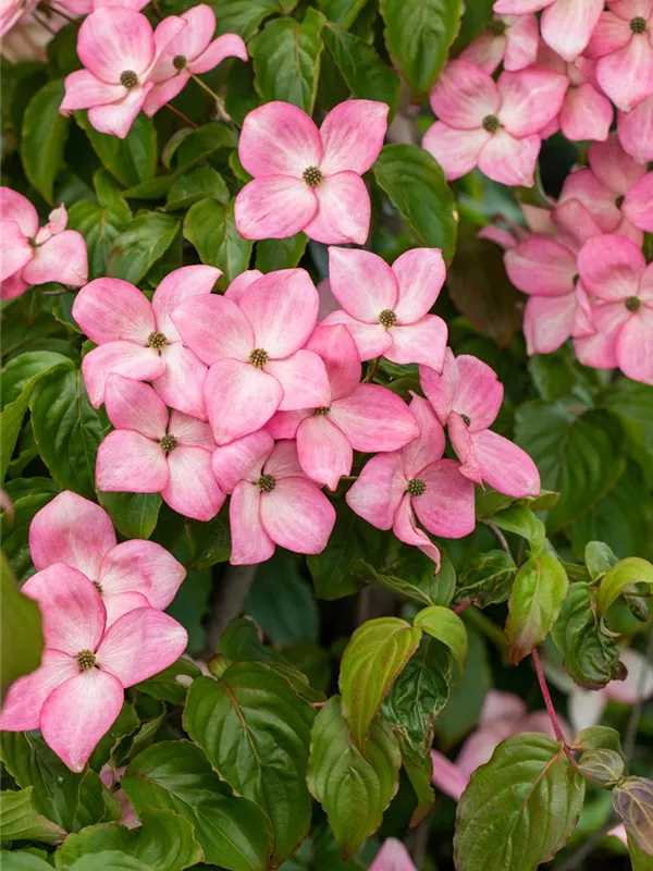 Amerikanischer Blumen-Hartriegel 'Cherokee Chief'