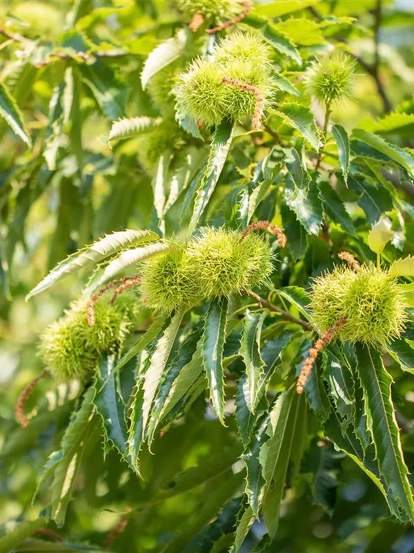 Esskastanie 'Ecker 1'