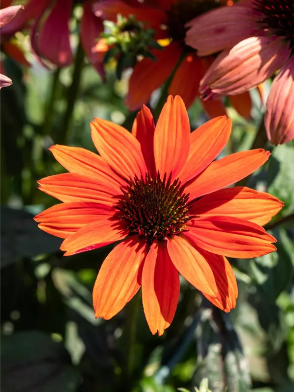 Scheinsonnenhut 'Tomato Soup'®