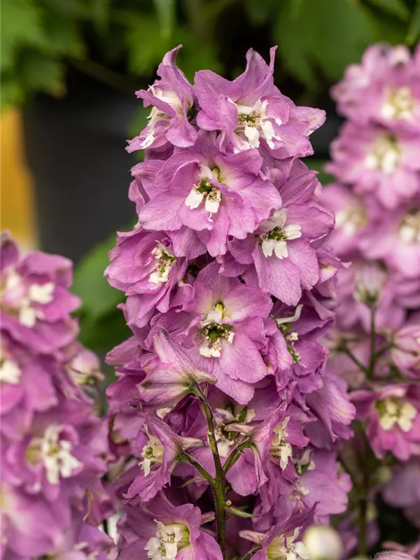 Pacific-Rittersporn 'Astolat'