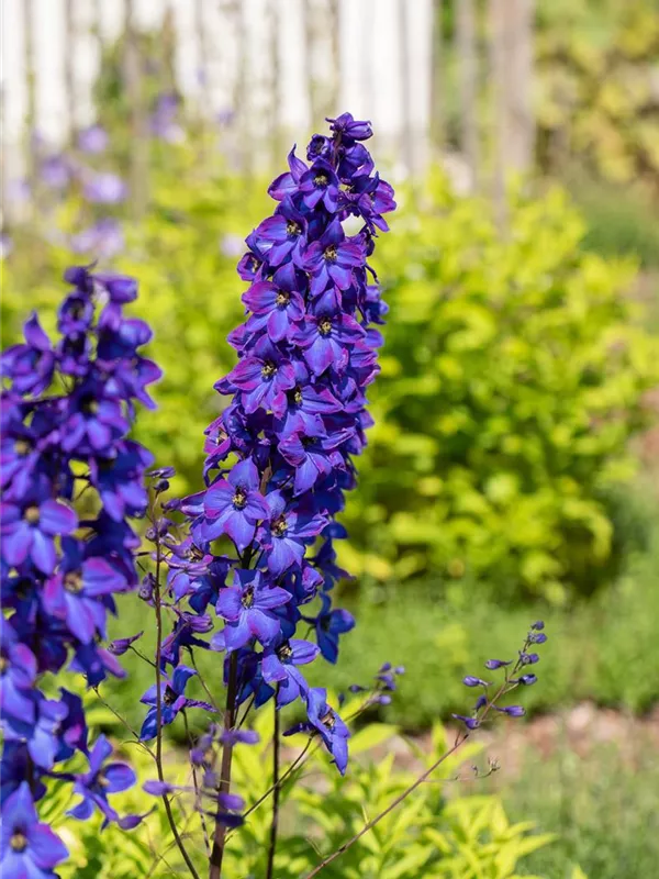 Pacific-Rittersporn 'Black Knight'