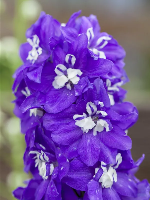 Pacific-Rittersporn 'Blue Bird'