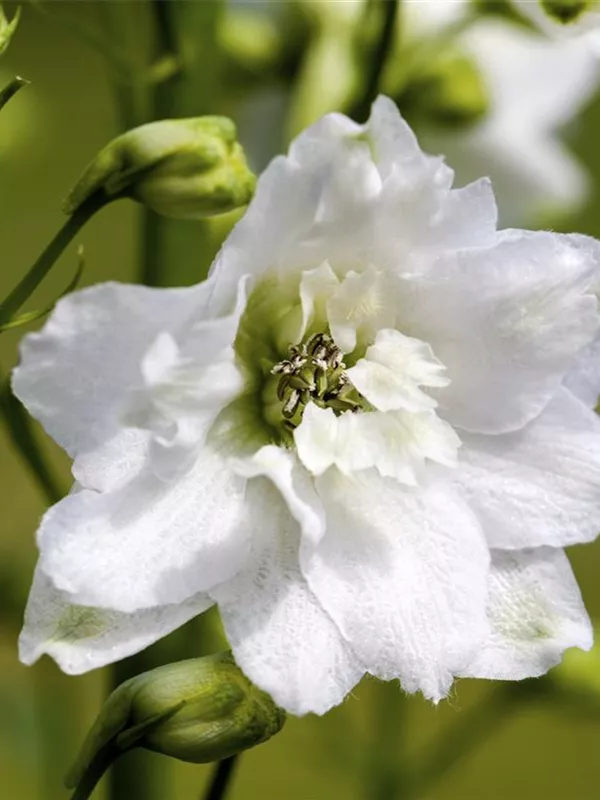 Pacific-Rittersporn 'Galahad'