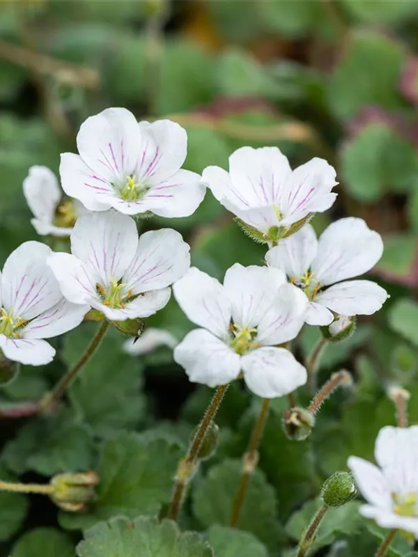 Reiherschnabel 'Album'