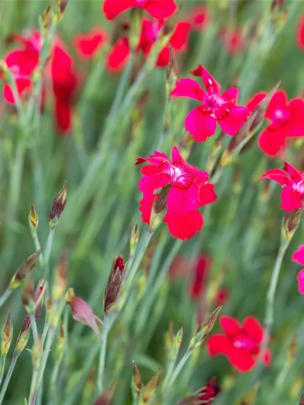 Heide-Nelke 'Leuchtfunk'
