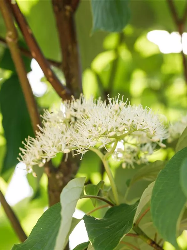 Gelbholz-Hartriegel 'Flaviramea'