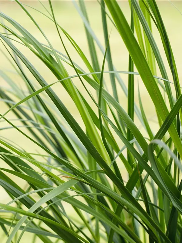 Rosablühendes Pampasgras 'Rosea'