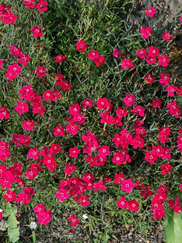 Pfingst-Nelke 'Rubin'