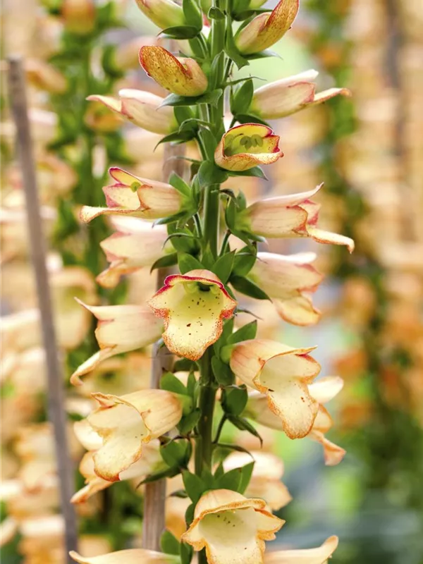 Fingerhut 'Gelber Herold'