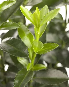 Klettermispel 'Darts's Blanket'