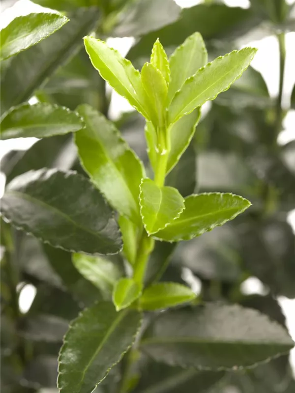 Klettermispel 'Darts's Blanket'