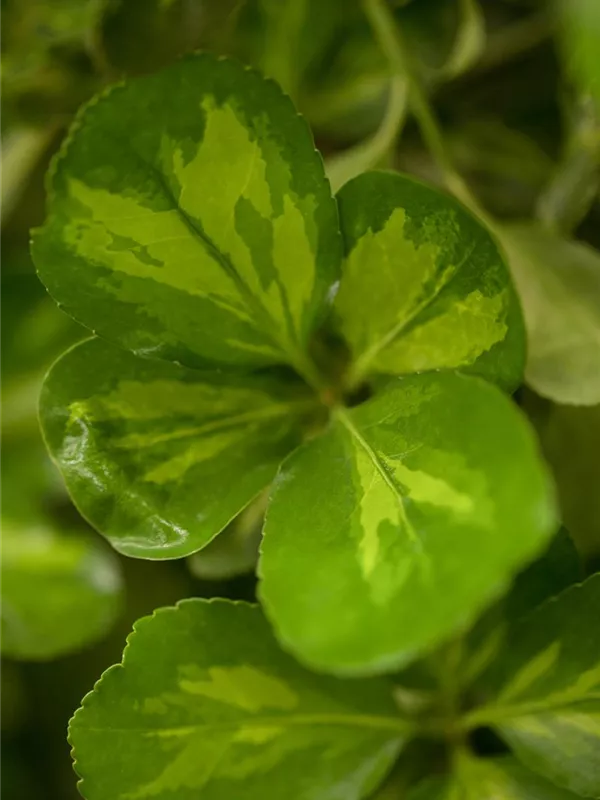 Kriechspindel 'Blondy'®