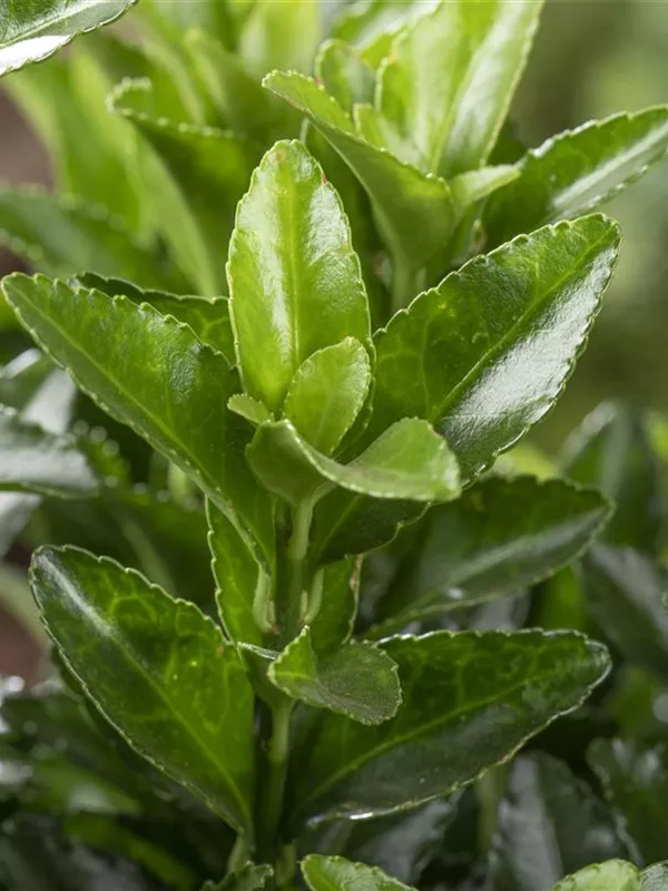 Kletterspindel 'Vegetus'