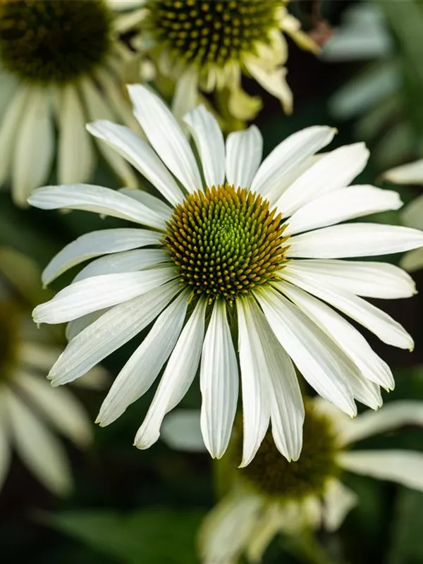 Scheinsonnenhut 'Green Jewel'