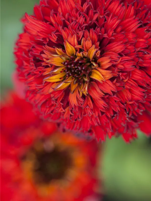 Scheinsonnenhut 'Hot Papaya'®