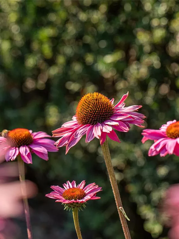 Scheinsonnenhut 'PowWow® Wild Berry'