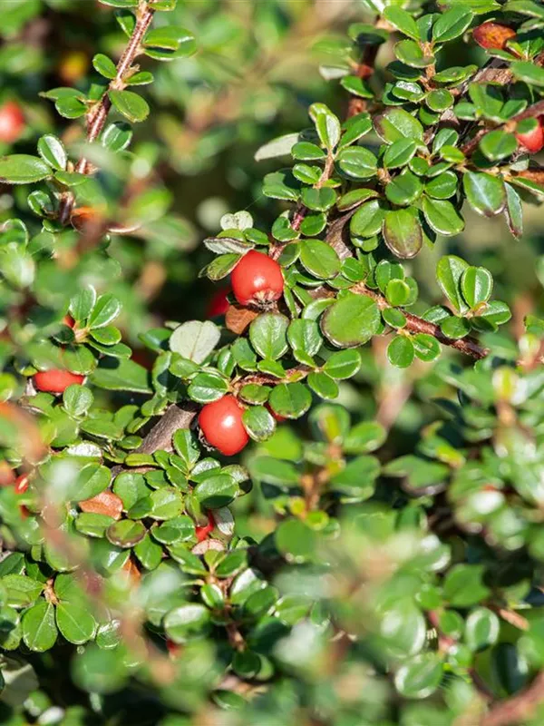 Breite Strauchmispel