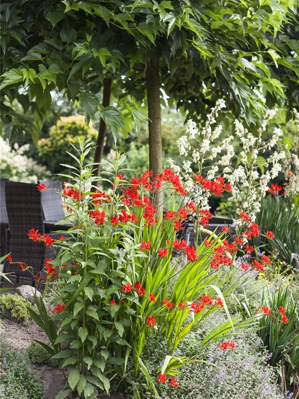 Montbretie 'Lucifer'