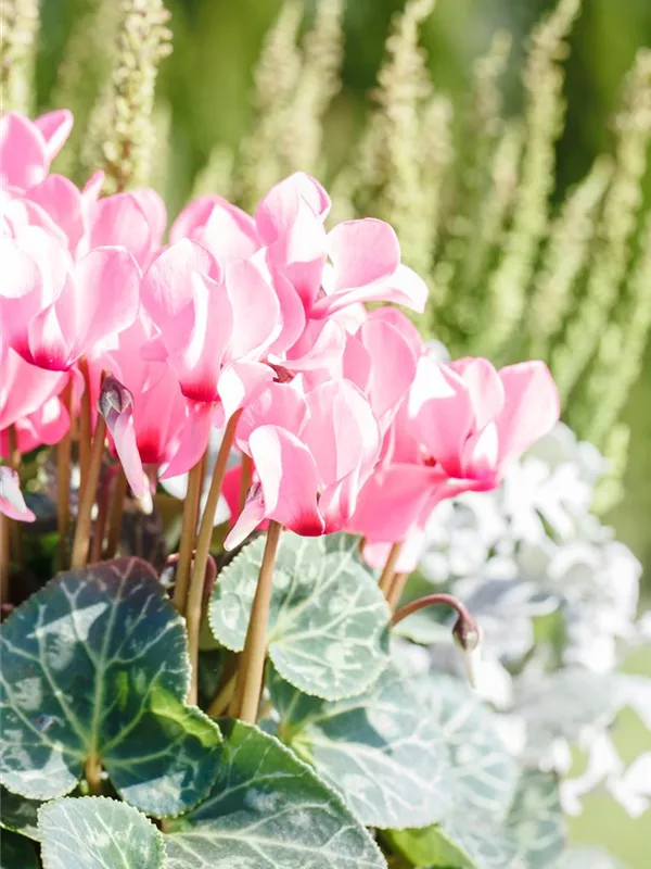 Herbst-Alpenveilchen 'Rosenteppich'