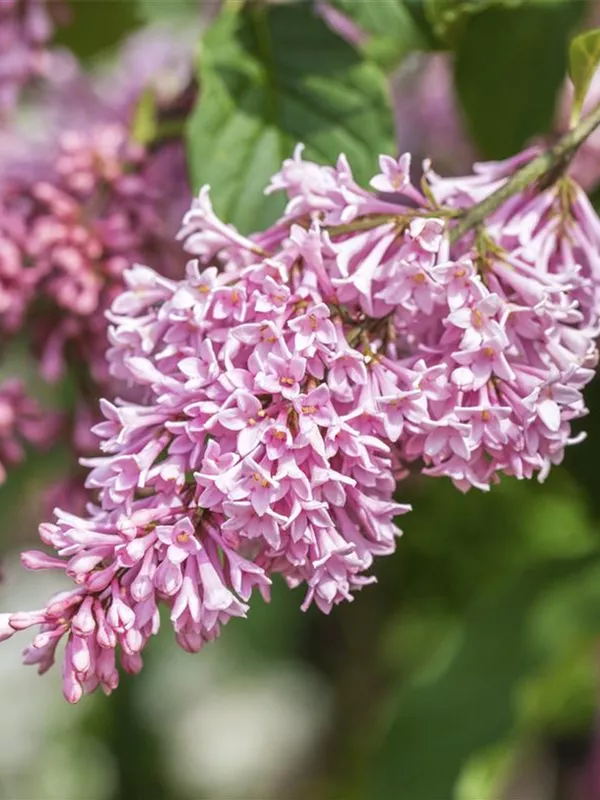 Edelflieder Bloomerang® 'Pink Perfume'(s)