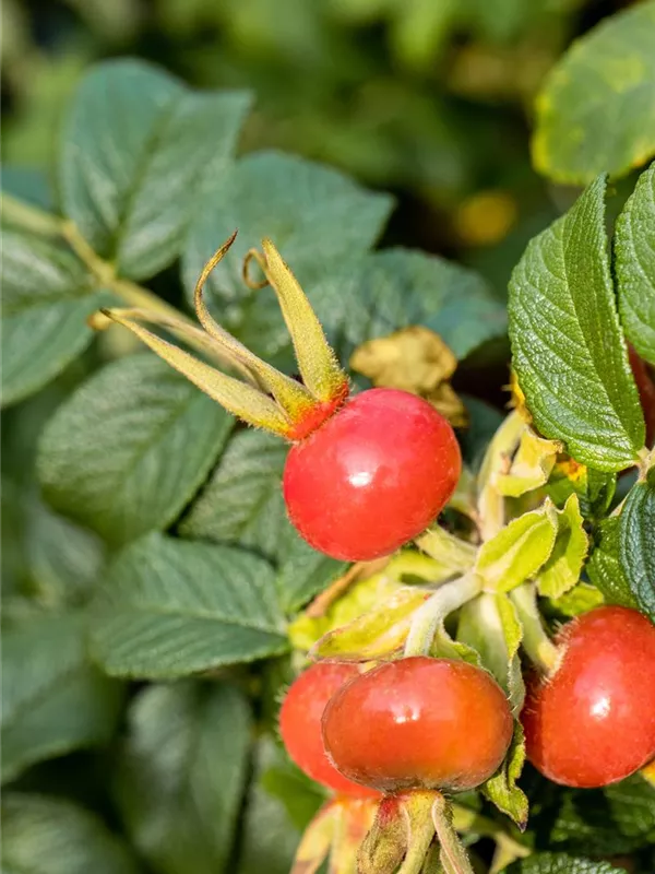 Weiße Kartoffelrose