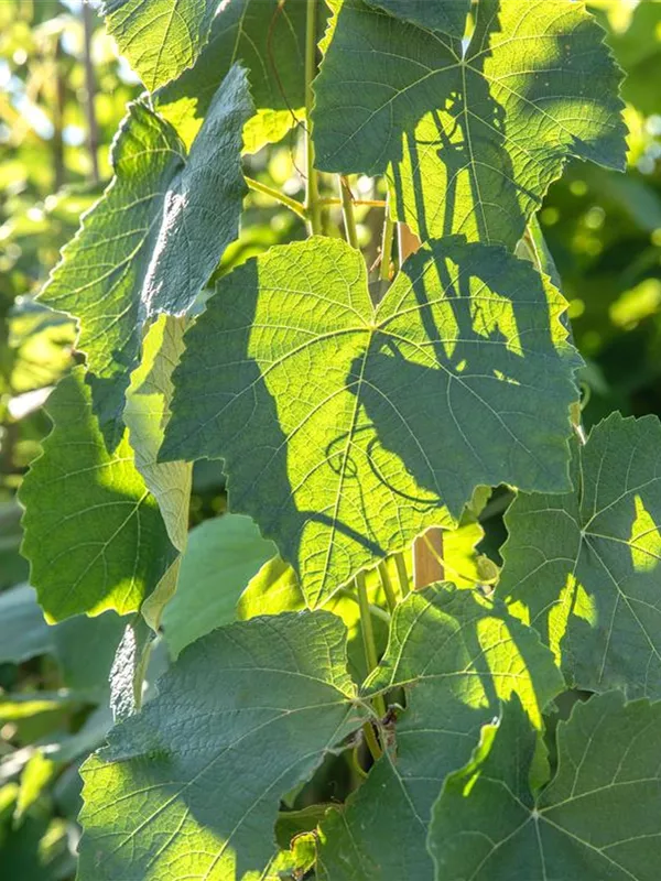 Weintraube 'Erdbeertraube'