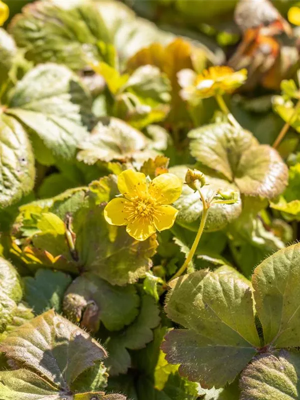 Dreiblättrige Waldsteinie