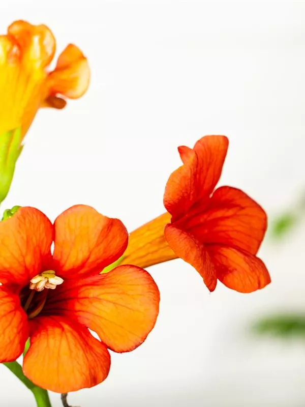 Große Kletter-Trompetenblume 'Mme Galen'