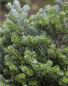 Koreatanne 'Blue Emperor'